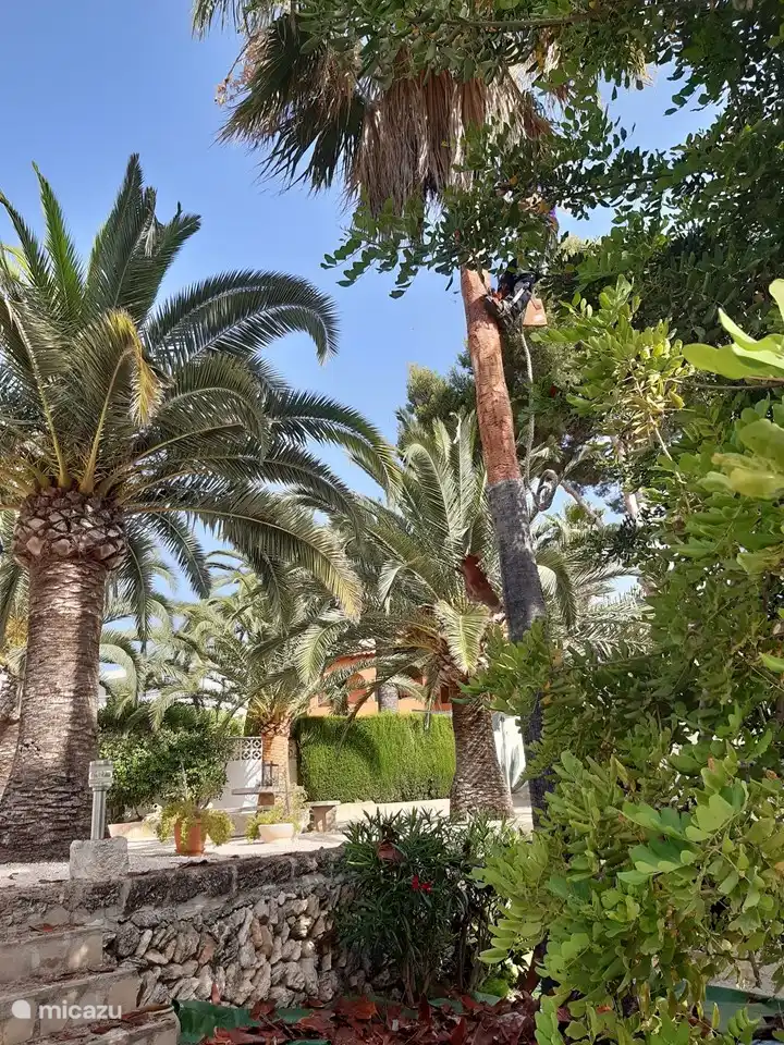 Insgesamt verfügt unser tropischer Garten über 8 Houston-Palmen und 2 Washington-Palmen.