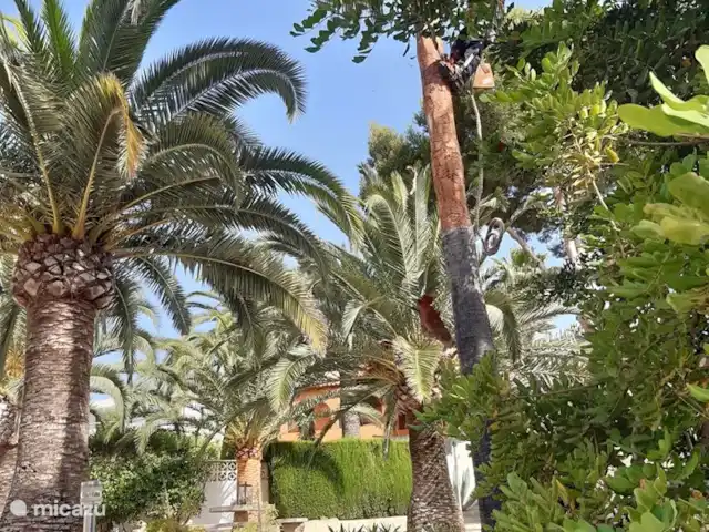 Casawens en España, Costa Blanca, Moraira - villa En total, nuestro jardín tropical tiene 8 palmeras de Houston y 2 palmeras de Washington.