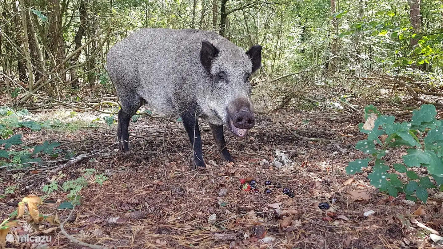 Auge in Auge mit einem Wildschwein!
Der muss lachen....