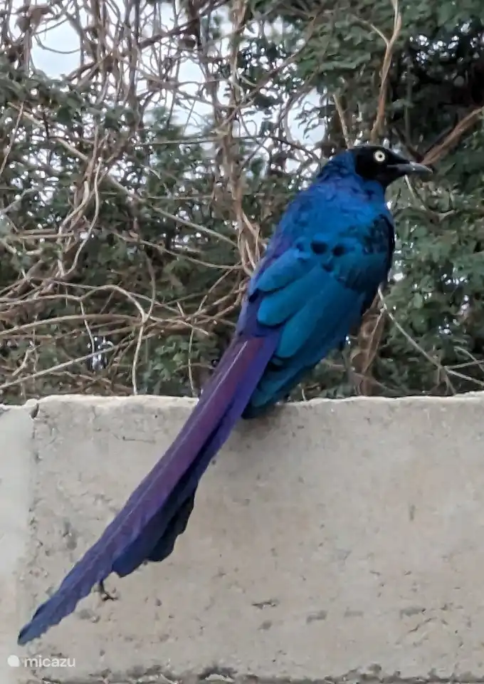 Der Garten ist ein Paradies für große und kleine Vögel