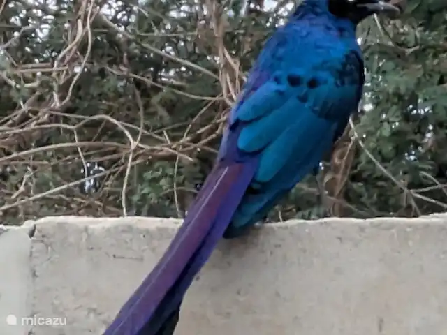 Maison du jardin fleuri | Gambie, Région côtière, Sanyang - villa Le jardin est un paradis pour les oiseaux petits et grands
