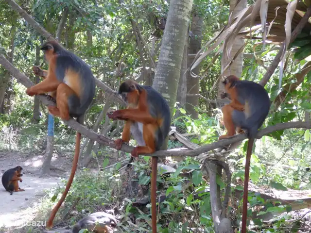 Maison du jardin fleuri | Gambie, Région côtière, Sanyang - villa Le parc des singes