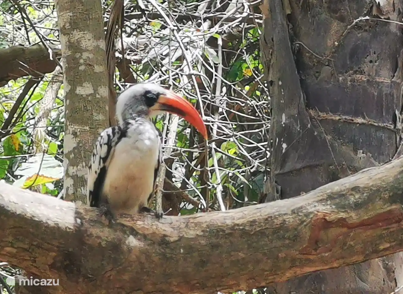Im Affenpark dieser Nashornvogel