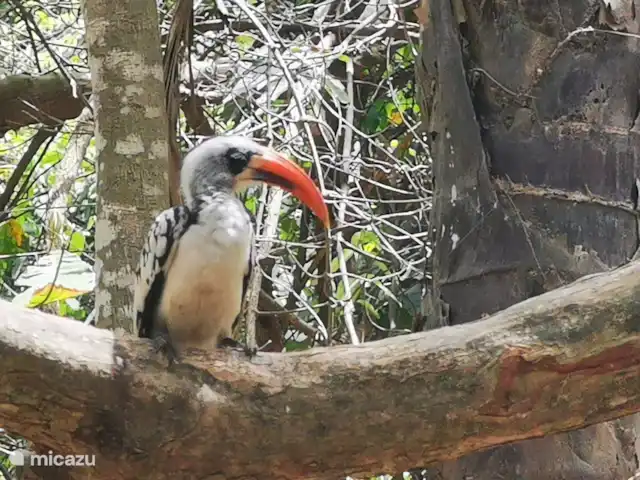Maison du jardin fleuri | Gambie, Région côtière, Sanyang - villa Dans le parc aux singes ce Calao