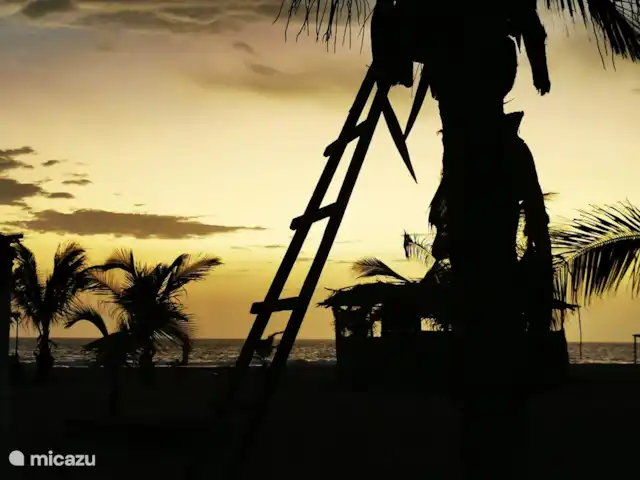 Maison du jardin fleuri | Gambie, Région côtière, Sanyang - villa Le coucher de soleil à Paradise Beach