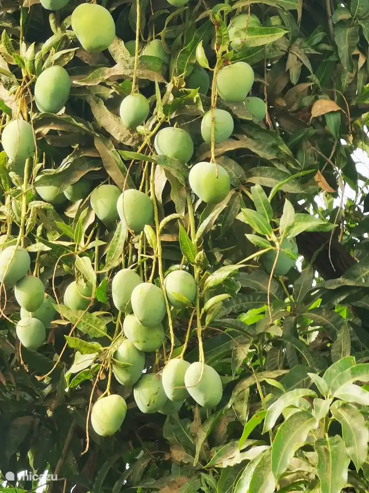 Die Mangos im Garten