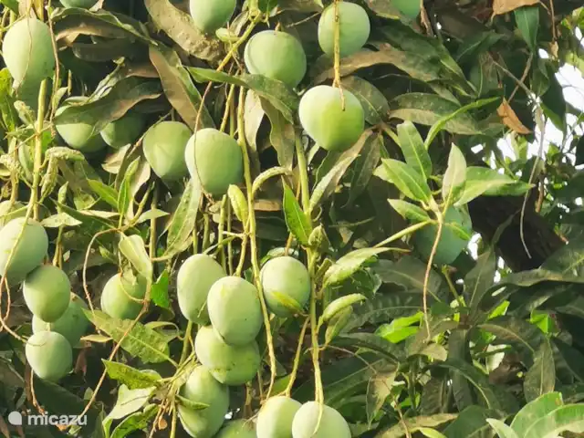 Maison du jardin fleuri | Gambie, Région côtière, Sanyang - villa Les mangues du jardin