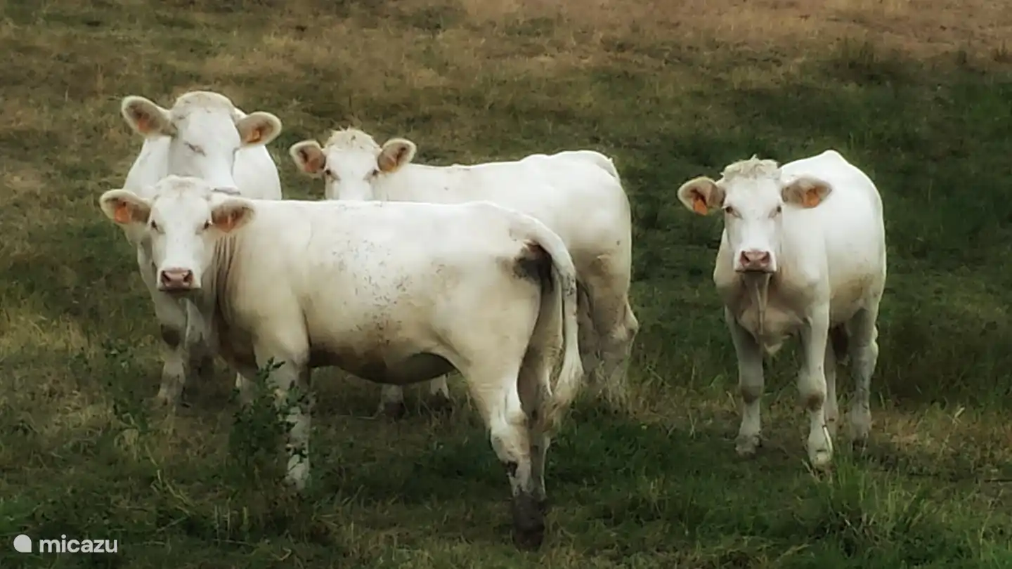 Die Nachbarn auf der anderen Straßenseite