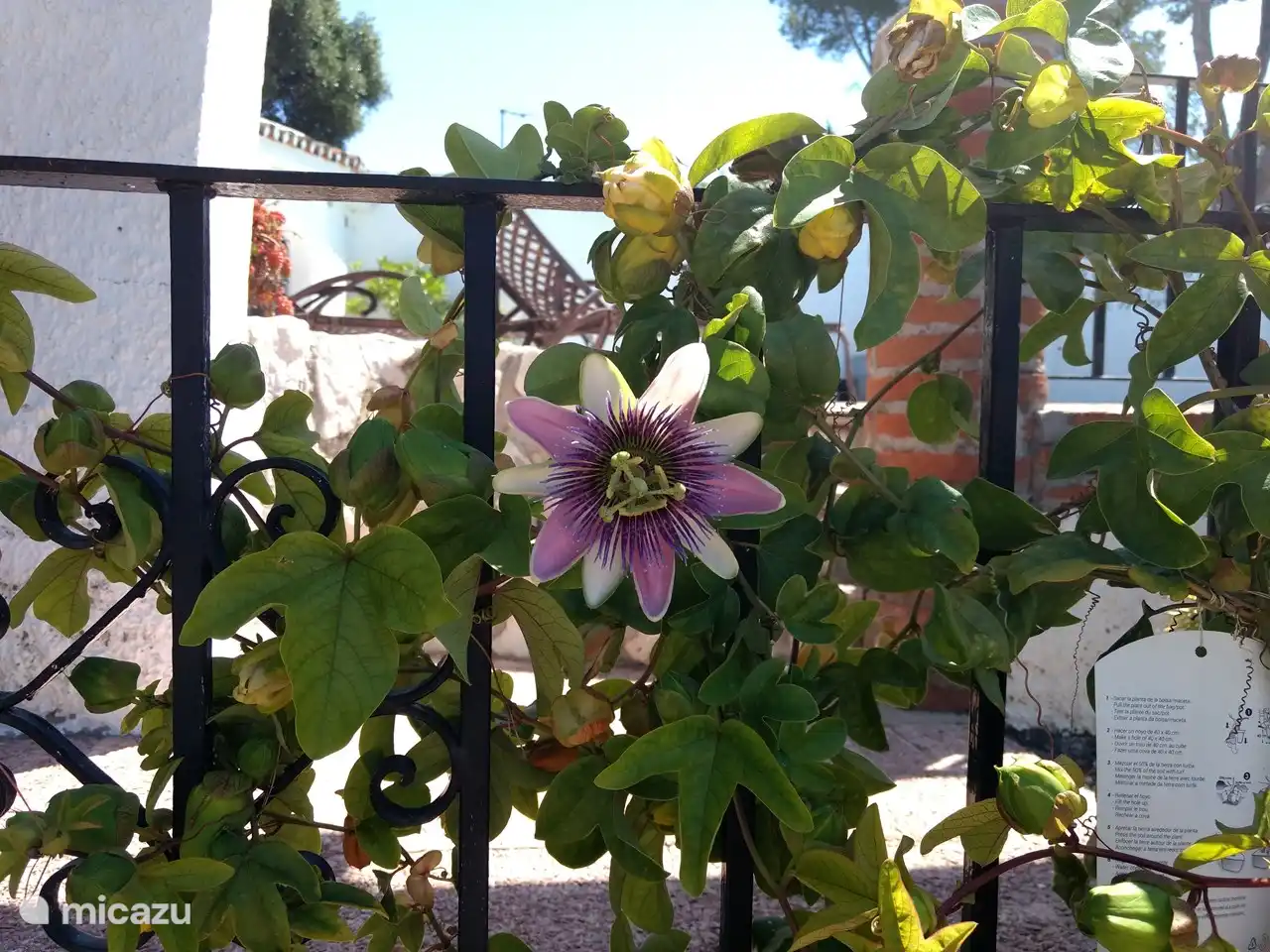 Blume der Passionsfrucht