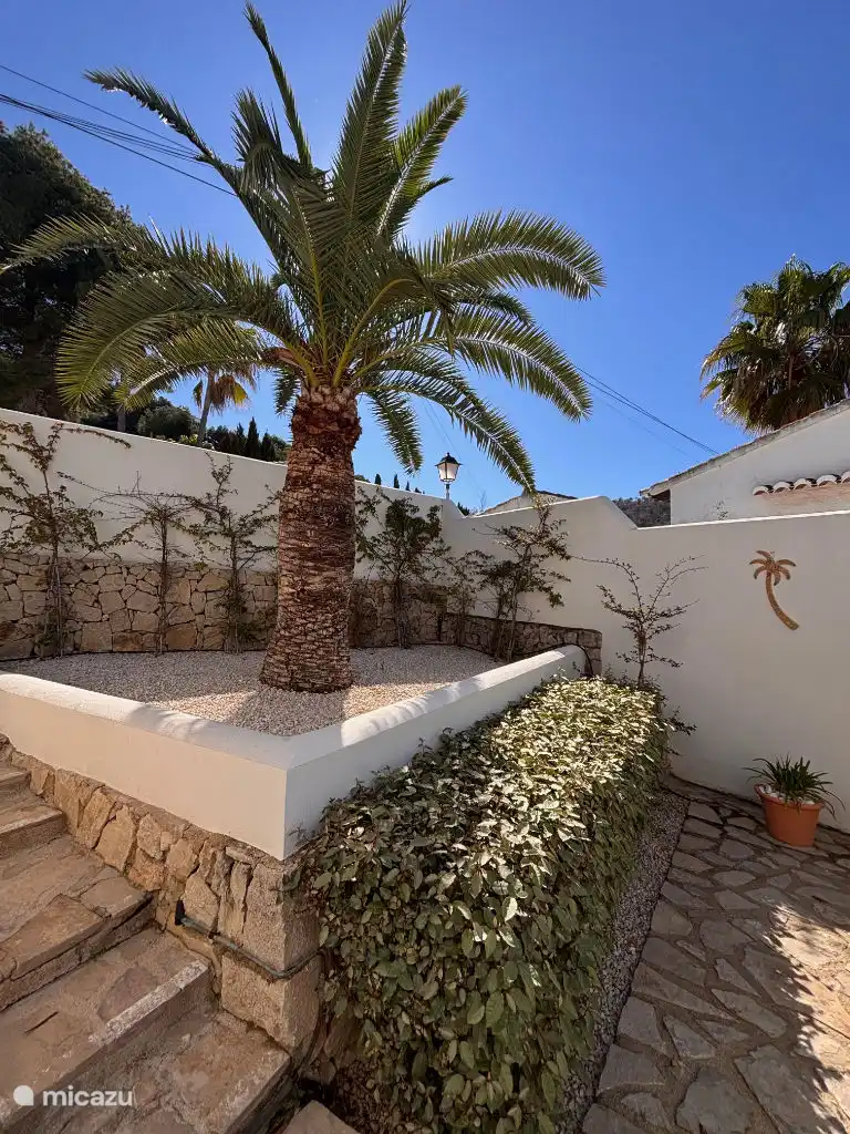 Una de las muchas palmeras preciosas que verás durante tus vacaciones.