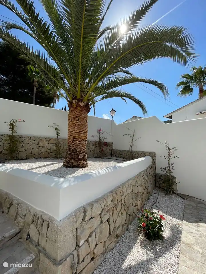 One of the many beautiful palm trees that you will see during your holiday.