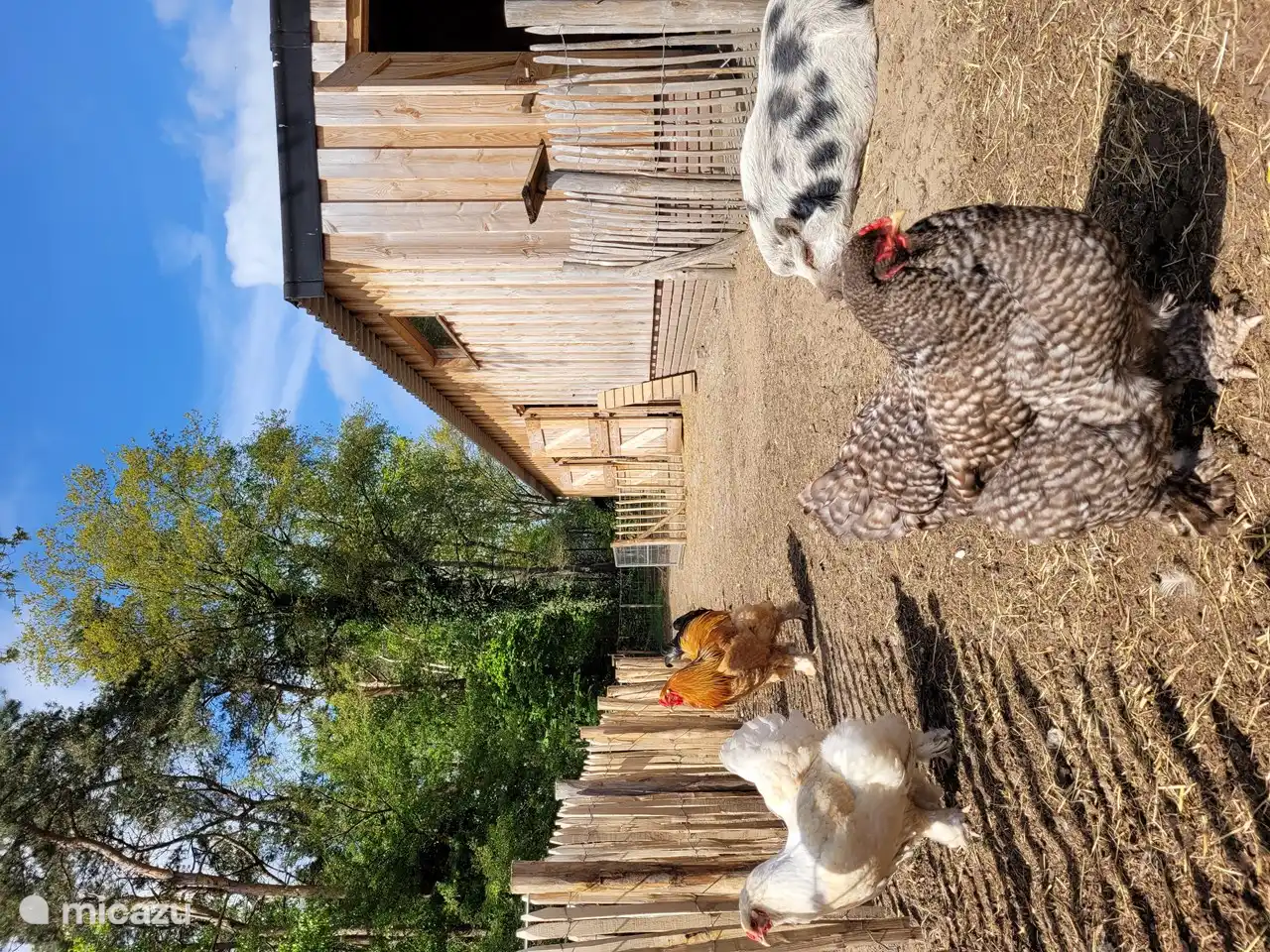 Dierenweide, nous avons un cochon, des chèvres, un poney shetland et des poulets dans notre pâturage.