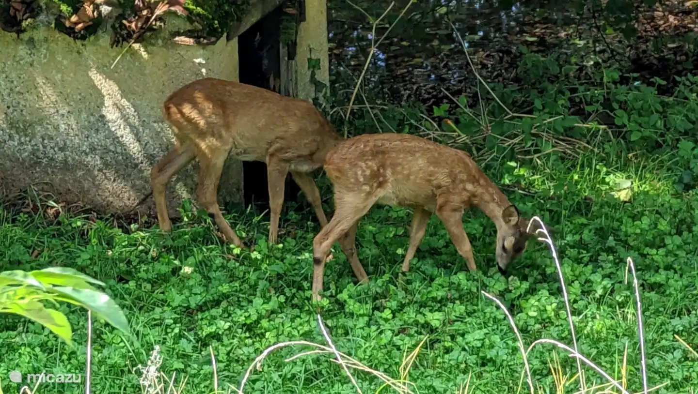 Die Natur kommt zu Ihnen