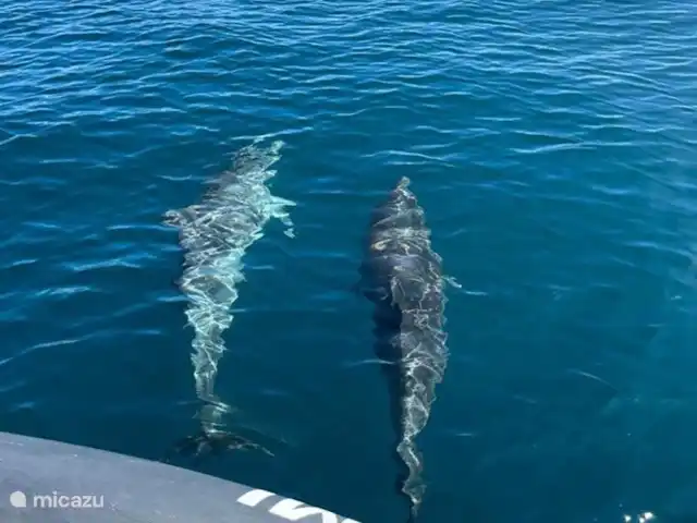 Apartamento 'muito sol' en Portugal, Algarve, Lagos - apartamento Avistamiento de delfines, un barco sale del puerto todos los días.
