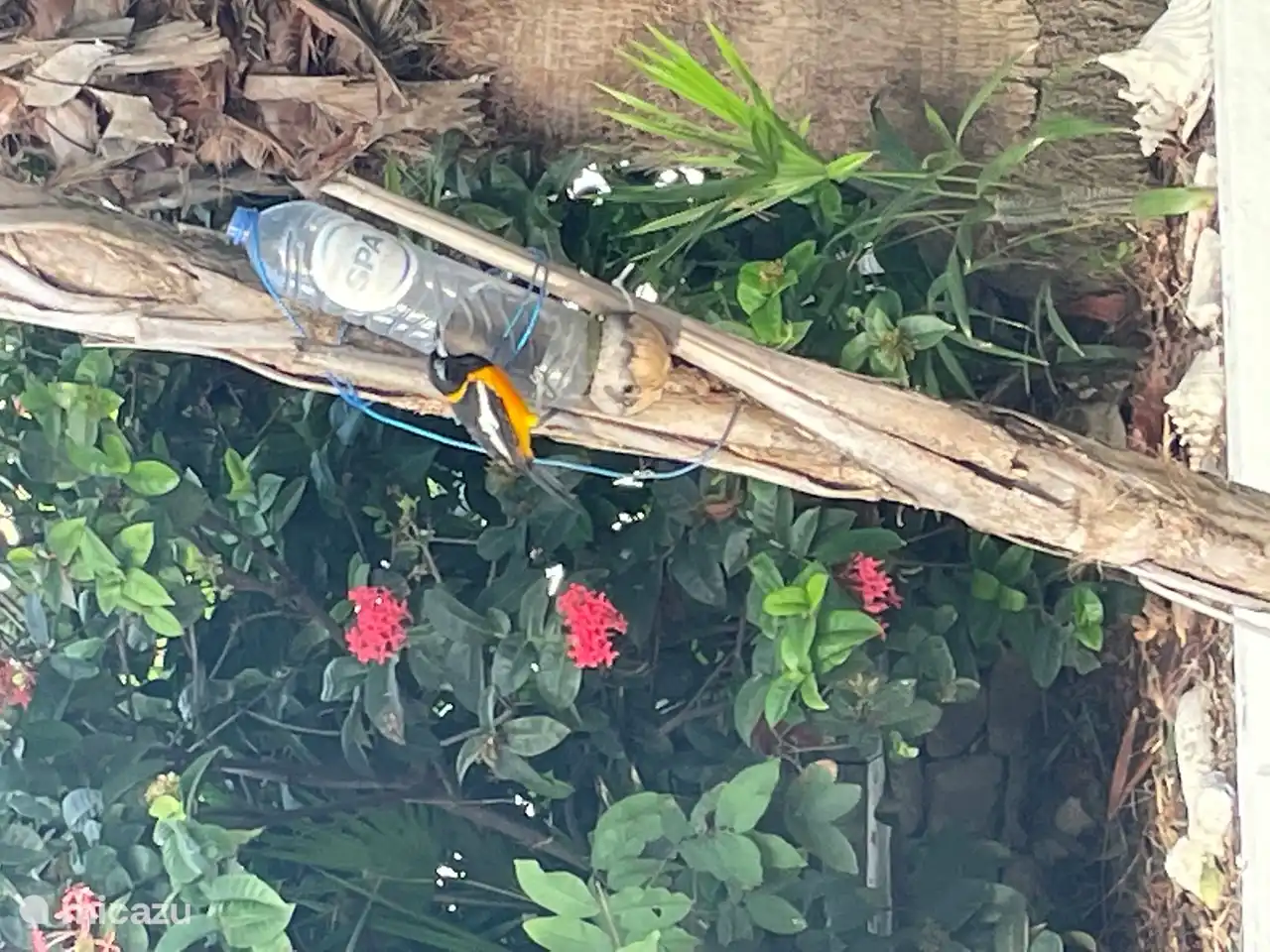 Schöne Vögel im Garten