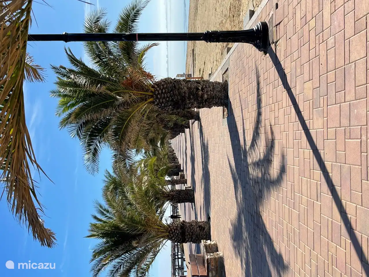 Die ganze Stadt ist voll von wunderschönen Palmen.