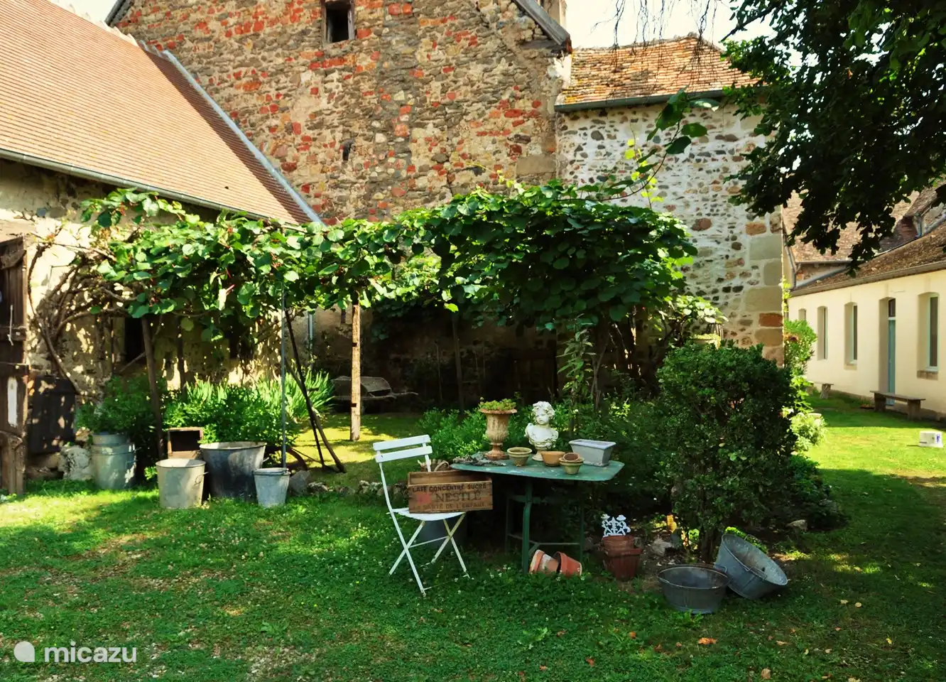 die Kiwibäume im Garten