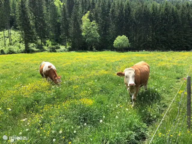 Location de Vacances Autriche, Styrie, Murau, maison de vacances - Chalet Prince pâturages