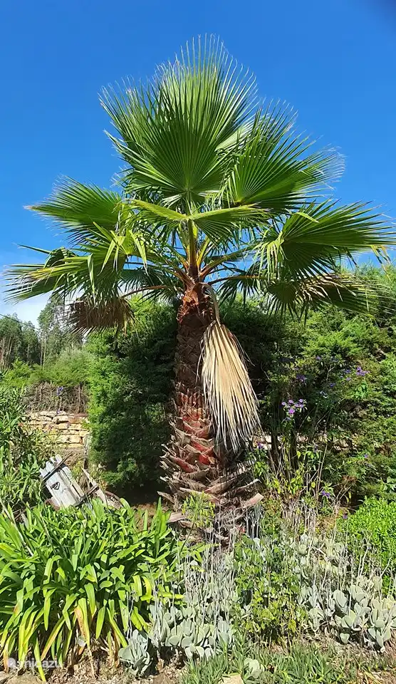 Garten, Palme mit Wagen