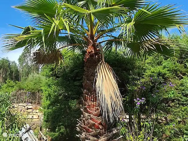 Application Quinta Flores. Bougainvillier | Portugal, Santarém, Ferreira do Zêzere - appartement Jardin, palmier avec chariot