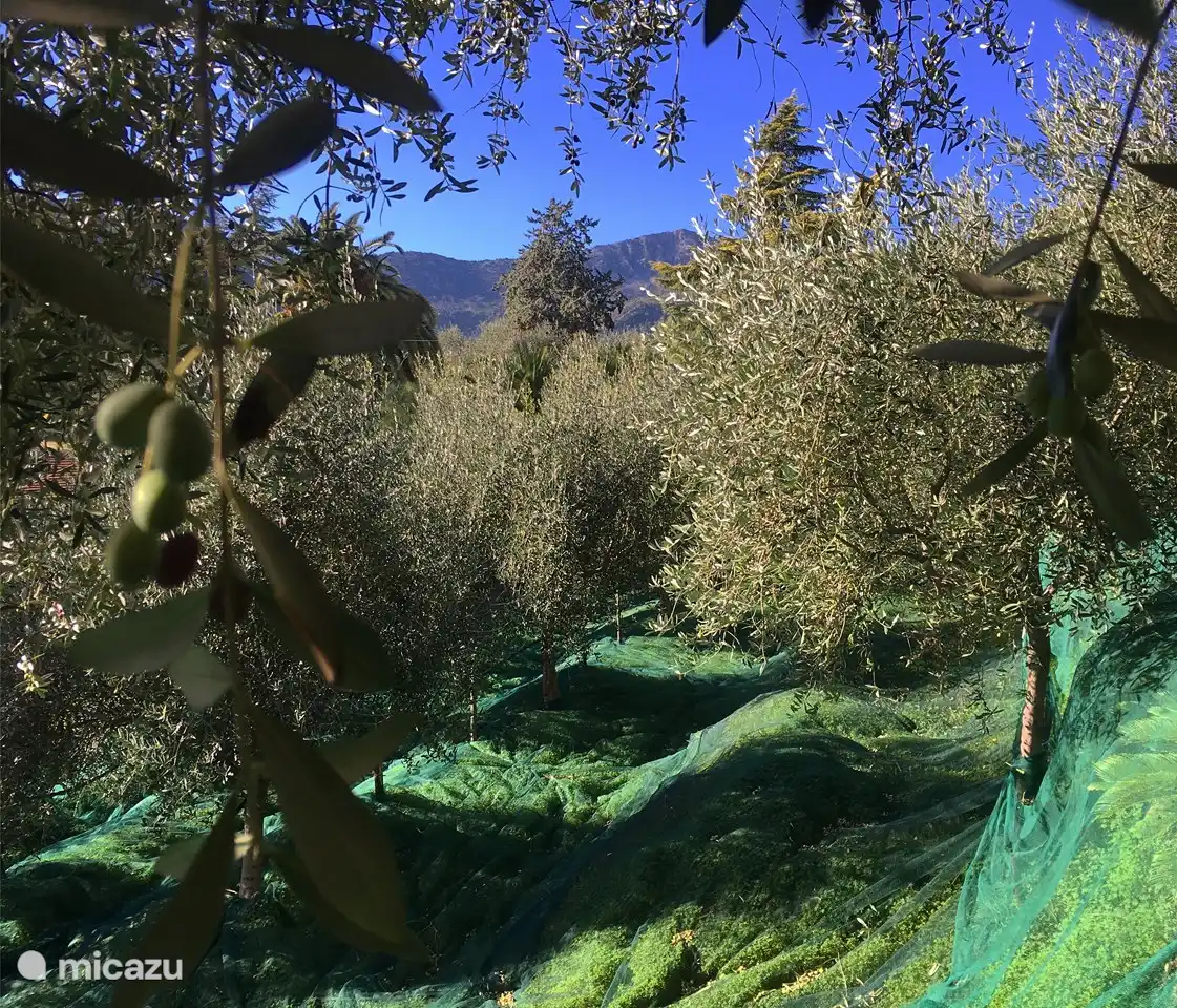 Récolte des olives à la ferme Villa Vento Largo