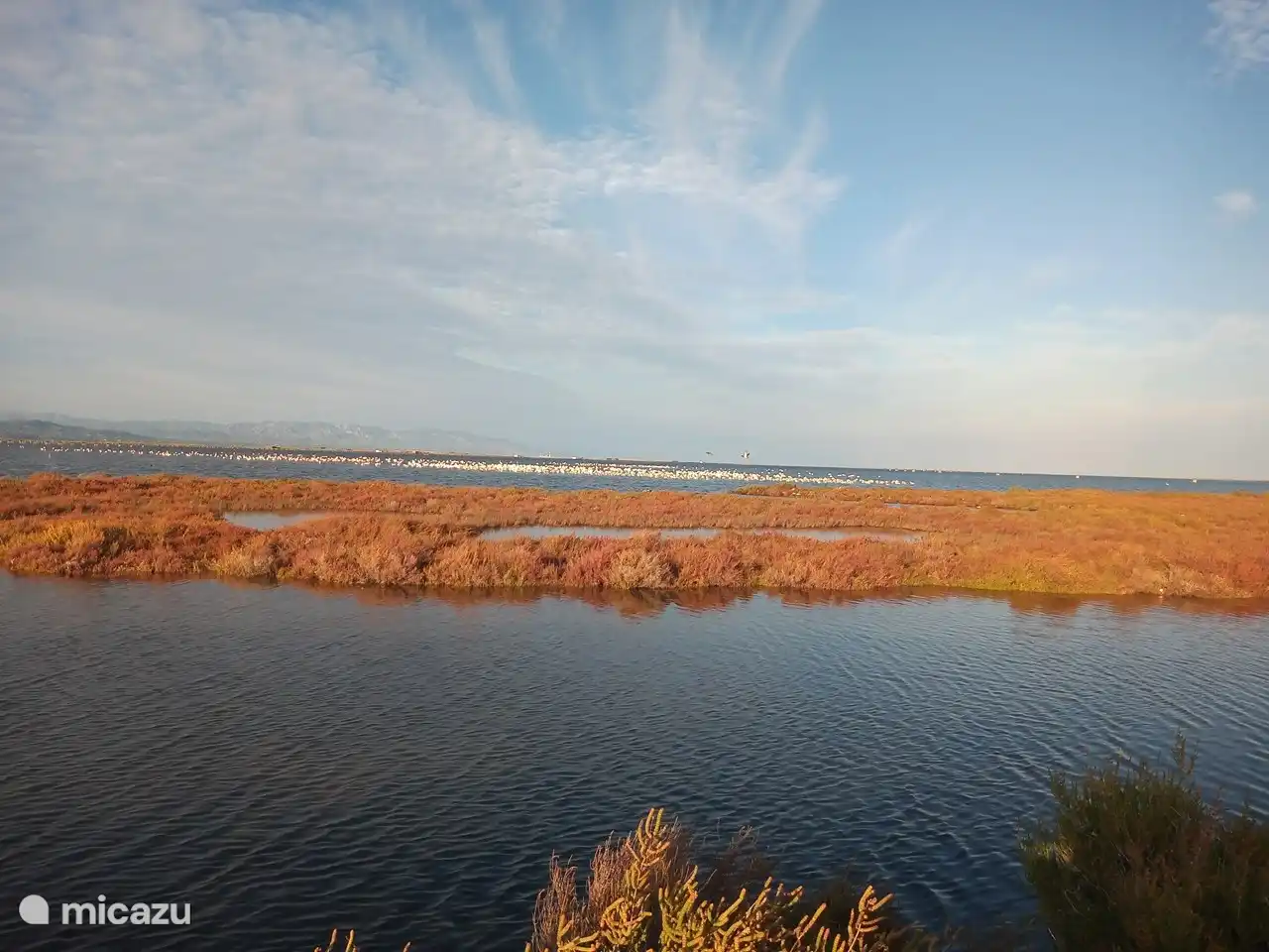 Flamingos, all year round.