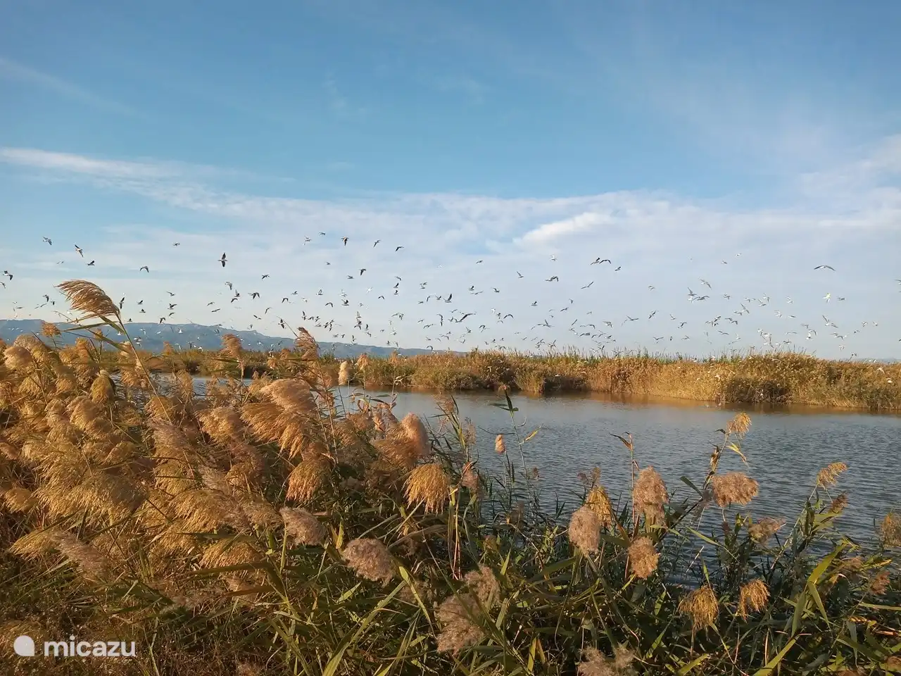 Very suitable for bird lovers.