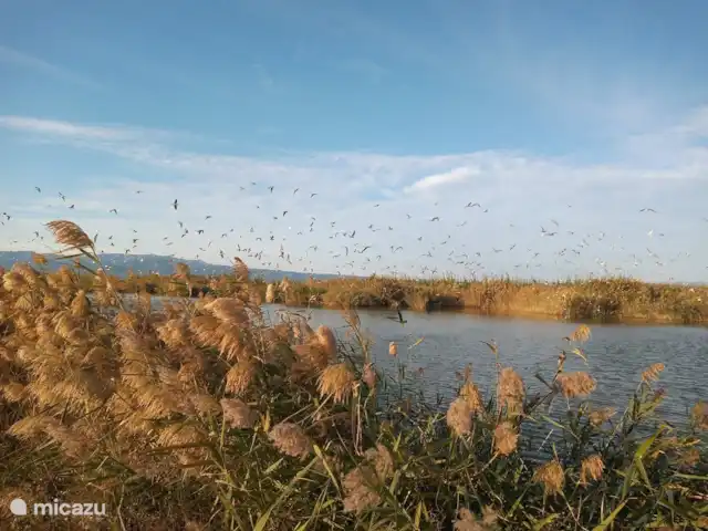 Massia Celestino | Espagne, Catalogne,  Deltebre - maison de vacances Très approprié pour les amoureux des oiseaux.