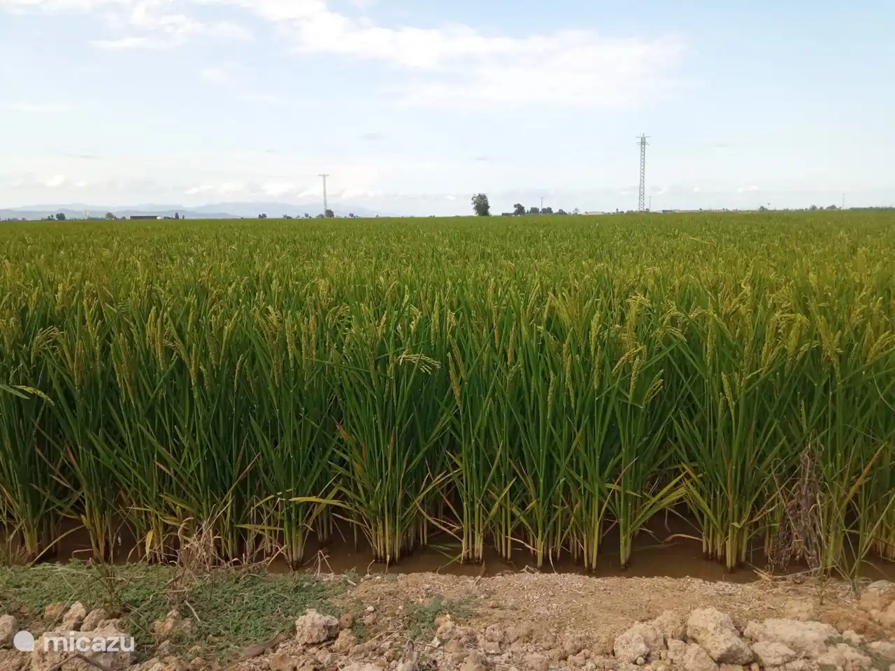 Rice in full growth, behind the house.