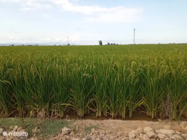 Massia Celestino | Espagne, Catalogne,  Deltebre - maison de vacances Riz en pleine croissance, derrière la maison.