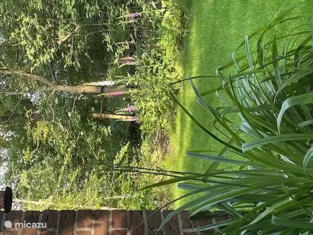 Garten mit Walnussbaum 