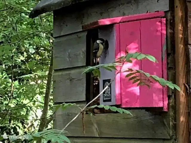 casa vacacional en Países Bajos, Drente, Ruinen – Casa de vacaciones Ruinen 'De Bosnimpf' Pajarera con gran