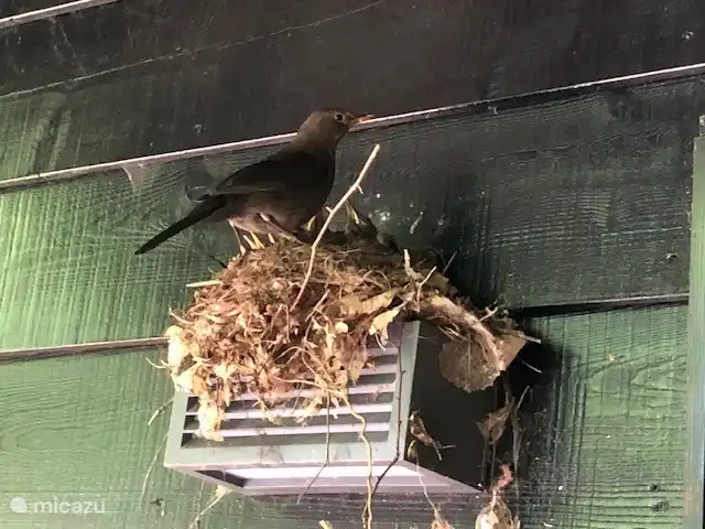 casa vacacional en Países Bajos, Drente, Ruinen – Casa de vacaciones Ruinen 'De Bosnimpf' Nido de mirlo en la puerta principal