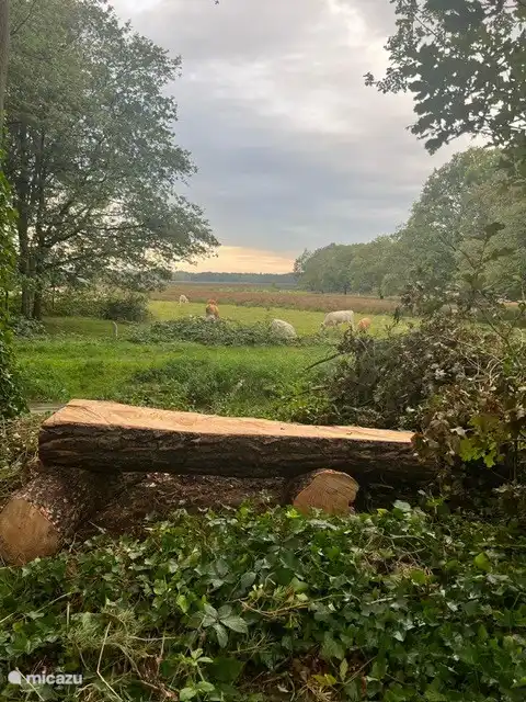 Der Blick auf den Dwingelderveld am Ende des Waldweges