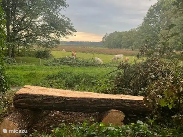 casa vacacional en Países Bajos, Drente, Ruinen – Casa de vacaciones Ruinen 'De Bosnimpf' La vista del Dwingelderveld al final del camino forestal