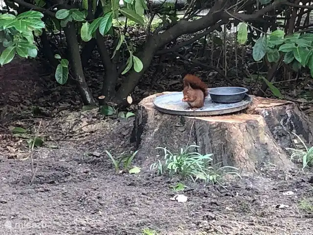 Dies ist ein Stammgast