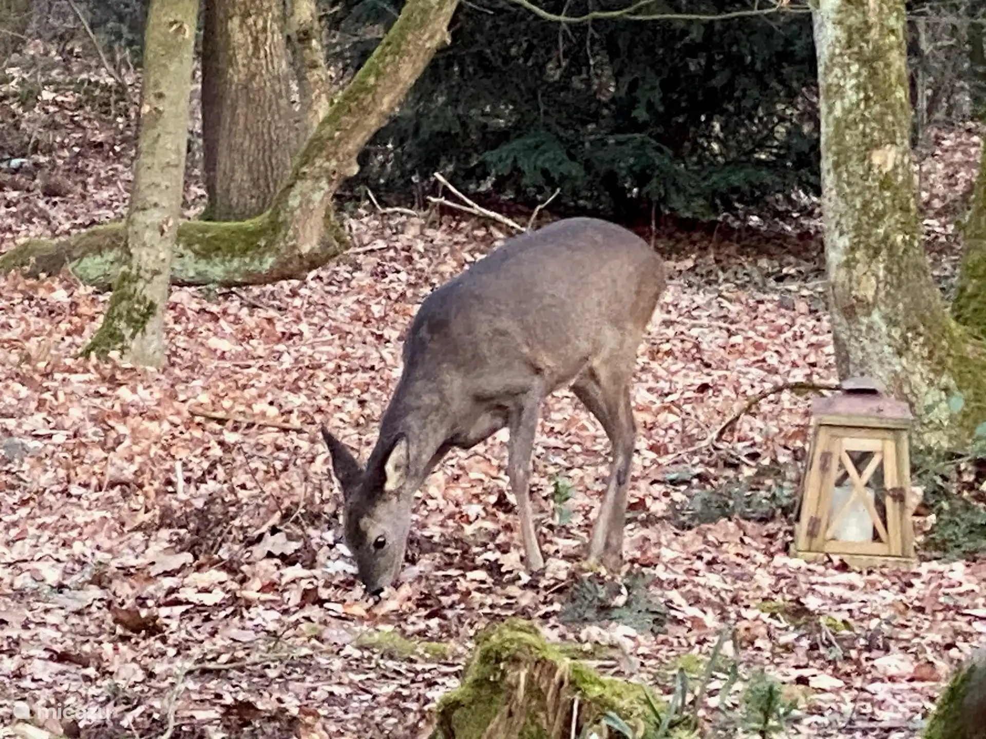 Reeën in onze bostuin