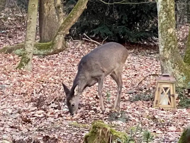 Marguerite | Pays-Bas, Overijssel, Nutter - bungalow Cerfs dans notre jardin forestier