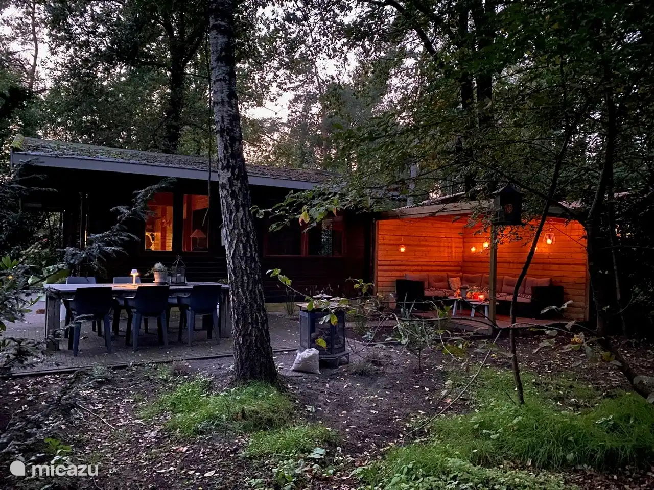 Madelief vanuit het bos bij avond