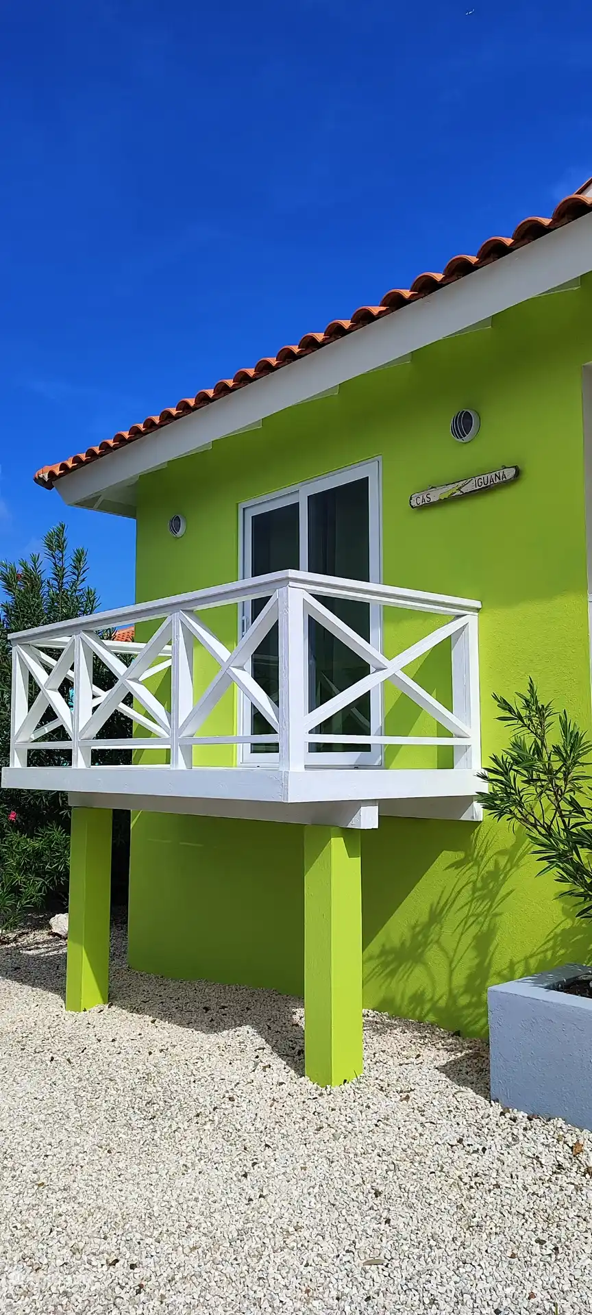 CAS IGUANA