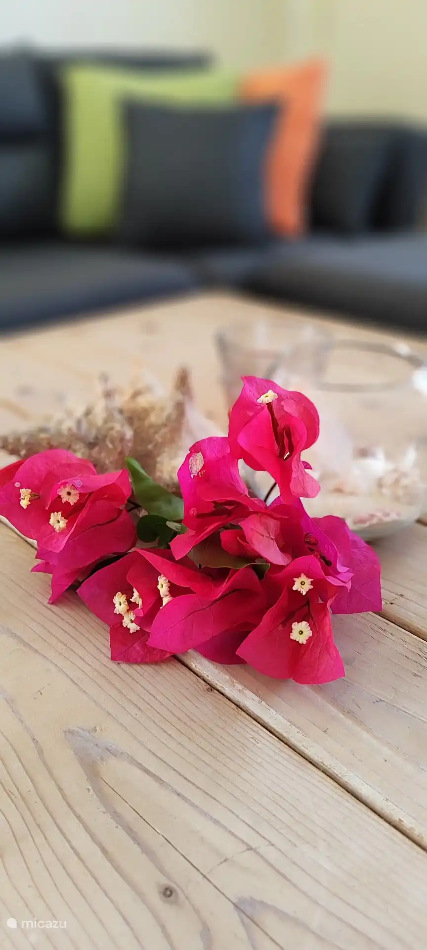 Cas Iguana - Decorative