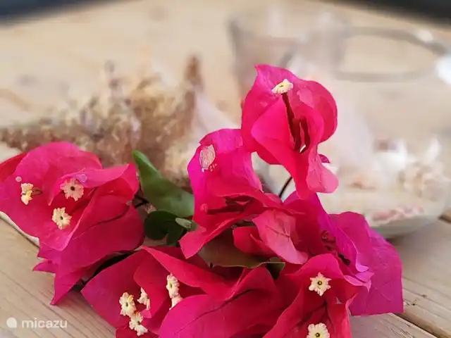 villa en Curazao, Bandabou (oeste), Fontein – CAS IGUANA - vista al mar y privacidad Cas Iguana - Decorativo