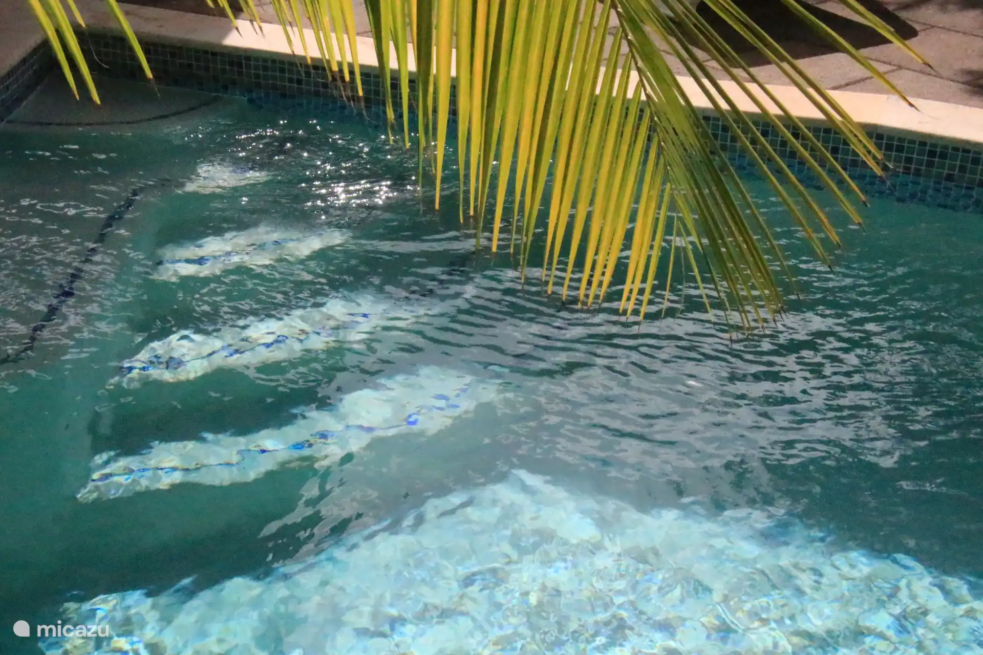 CAS IGUANA - Swimming pool 