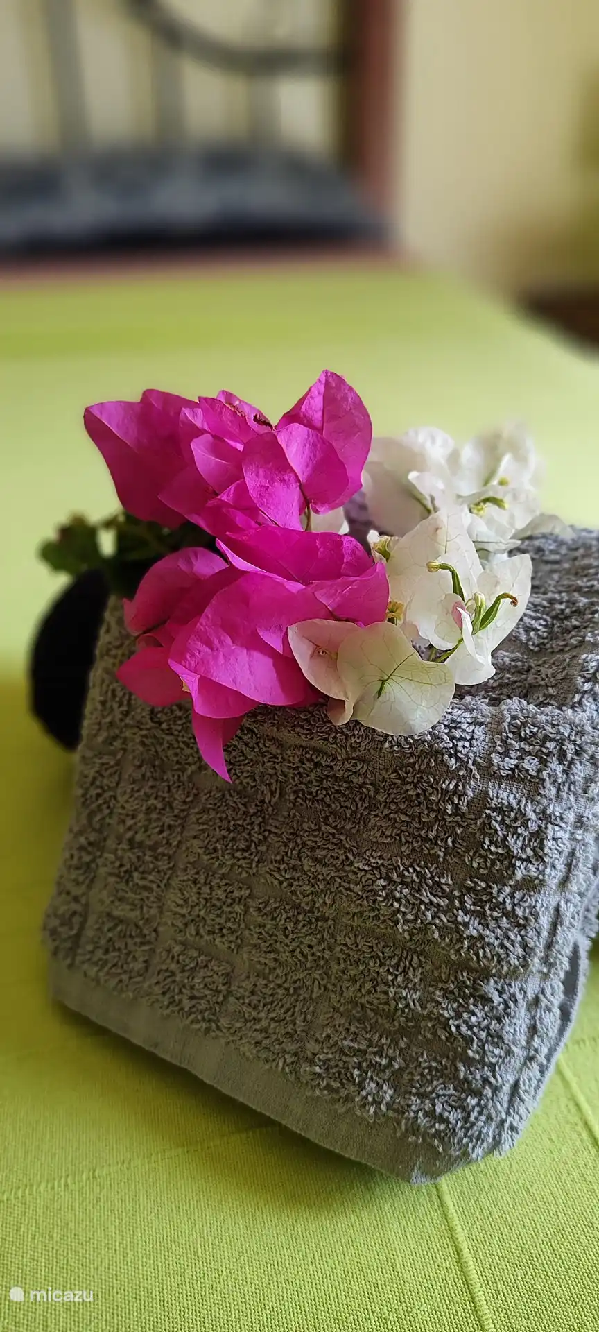 Cas Iguana - Decoration