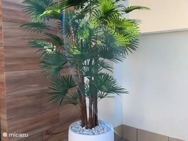 Casa Palmeras | Espagne, Costa Cálida, Lo Pagán - villa Plante d’ambiance sur la terrasse ensoleillée