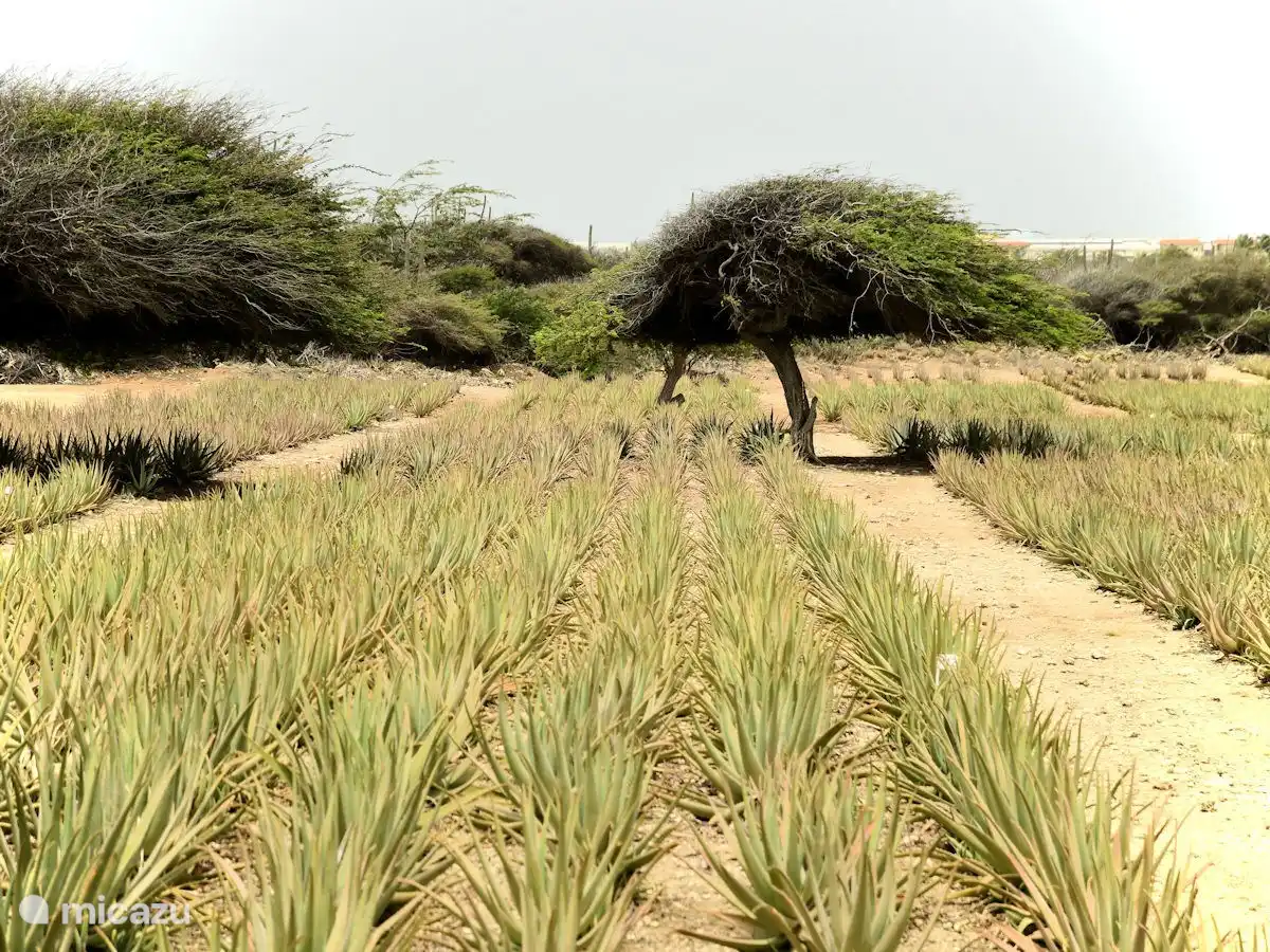 Aloe Vera farm vlakbij.