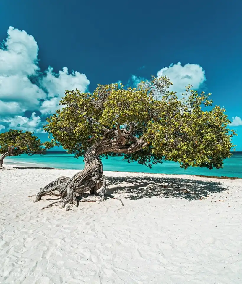 Fotomomentje bij de Fofoti boom bij Eagle Beach.