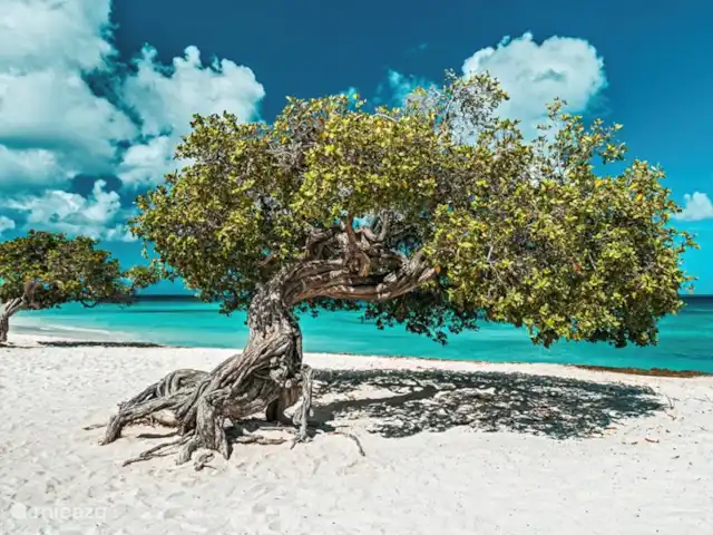 Casa Sunshine Aruba | Aruba, Oranjestad, Oranjestad - maison de vacances Séance photo à l'arbre Fofoti à Eagle Beach.