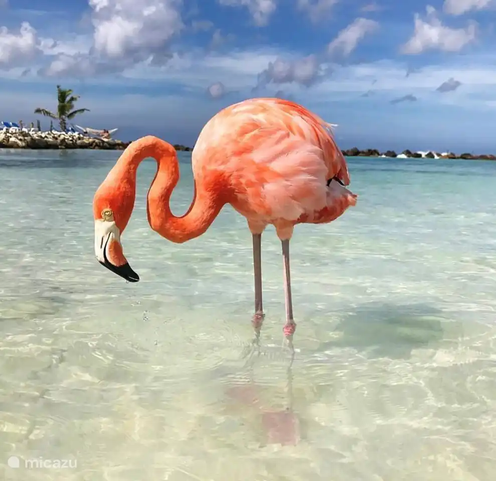 Flamingo's spotten op het Renaissance Island.