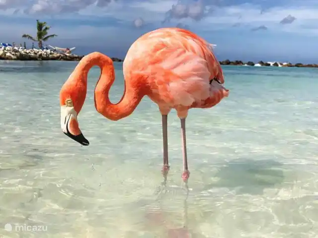 Casa Sunshine Aruba | Aruba, Oranjestad, Oranjestad - maison de vacances Observer des flamants roses sur Renaissance Island.